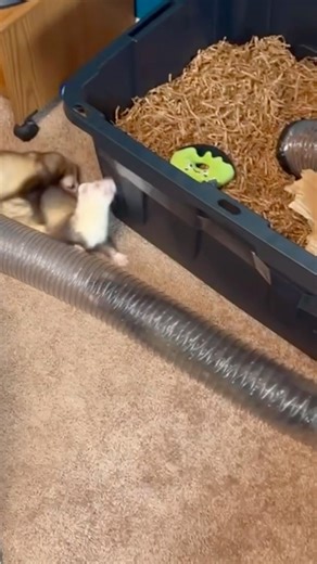 Ferret tackle 🤼‍♂️🤿 #animallovers #ferret #pets #petlover #animals #funnyanimals