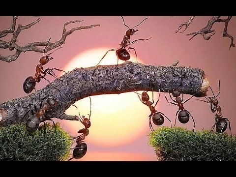 Hormigas | Super Organización - DOCUMENTAL
