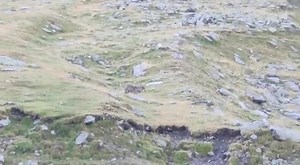 🔴 ATENCIÓ | Graven un llop a tocar del refugi de Coma de Vaca, al Ripollès 📹 Cedit pel Refugi Coma de Vaca ► Més informació: https://www.naciodigital.cat/elripolles/noticia/34580/video-graven-llop-tocar-refugi-coma-vaca | NacióDigital.Cat