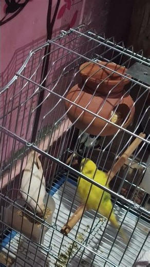 Budgies in Their Peaceful Sleep Mode #birdcare #birdbreeding #birdbreeder #birdsadvice