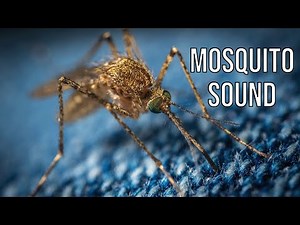 Mosquito Buzz - Irritating Real Mosquito Sound