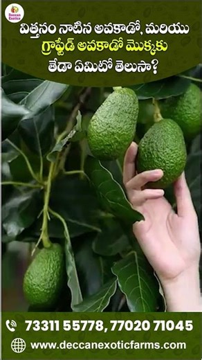 Grafted Avocado Plants Lead to Faster Yield and Better Growth | Deccan Exotics #ytshorts #ytshot #yt