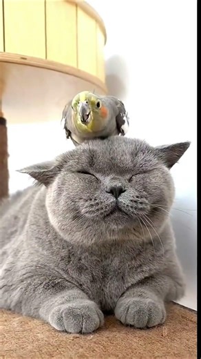 Best animal friends