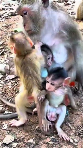 Monkey species: Baby monkey panics after being hit while playing.
