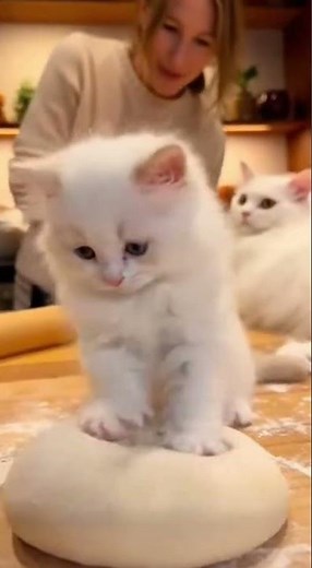 Cute Turkish Angora kitten making dough with mom cat and a smiling woman