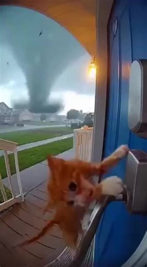 Bella I'm sorry babe 💔 #sora2 #FreeAccess #cat #storm #shorts