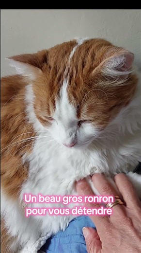 Un bon ronron de mon chat pour vous détendre.