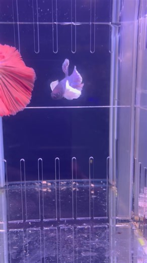 🌿🐠Nouvel arrivage chez Aquaplante Belgique ! 🌿🐠 De magnifiques Betta splendens d’élevage viennent tout juste d’arriver 😍 Des couleurs incroyables, des nageoires majestueuses et une personnalité unique pour chaque poisson ✨ 🐠 Venez admirer ces véritables joyaux aquatiques et trouvez le vôtre parmi notre nouvelle sélection ! 📍 Aquaplante Belgique Rijselstraat 253, 8930 Menen 🇧🇪 📸 Partagez votre nouveau compagnon en story et identifiez-nous ❤️ #AquaplanteBelgique #BettaSplendens #BettaFis