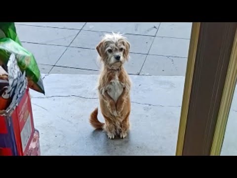 With a skinny body, she waited patiently in front of the grocery store to ask for some food