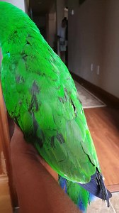 I personally think all parrots benefit from this diet as well. added diet that is. Eclectus Parrots need more fruits / vegetables than other parrots. It is generally recommended that eclectuses be fed about 80% soft foods, such as fresh or thawed-outfrozen fruits, vegetables, soakedseed. They enjoy corn-on-the-cob, banana, mango, apple, per, passion fruit, berries, cantaloupe and watermelon. https://www.beautyofbirds.com/eclectusfood.htm | APR All Parrot Rescue