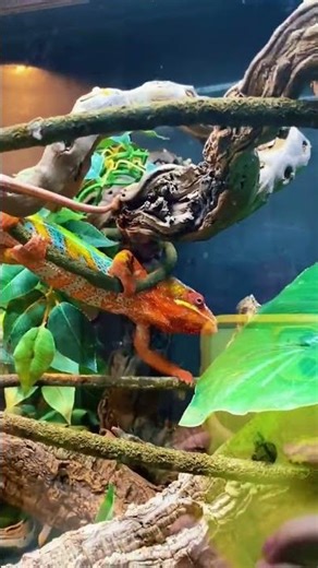Visiting an exotic pet shop!