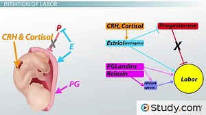 Childbirth: The Role of Hormones in Labor and Delivery