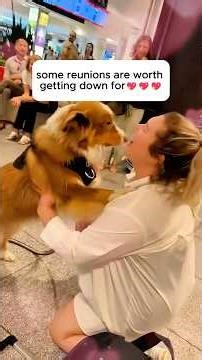 Dogs welcome their owners home after a long time apart