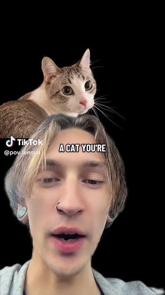 Understanding the Charm of Cute Cats