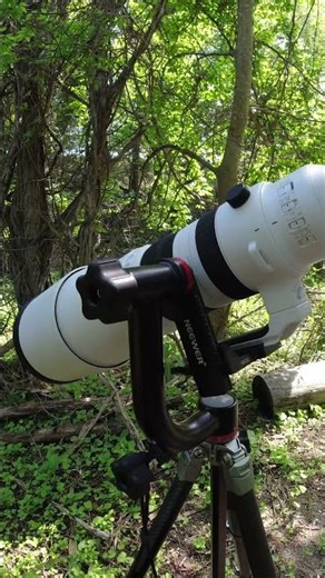 Neewer Gimbal Head Review for Wildlife Photography