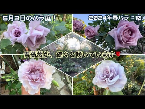 藤色や紫色のバラが続々と咲く、青薔薇の庭が爆咲き中です🌹5月3日のバラ庭紹介！【バラ庭】