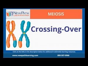 Meiosis - Crossing-Over