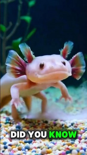 This Animal Can Live Forever! Mind-Blowing Axolotl Facts #facts #wildlife #animalfacts