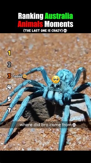 Ranking Australian Animal Moments #usa