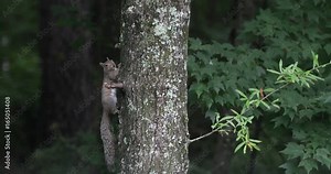 Squirrels chase each other on a tree in the forest. Handheld shot.