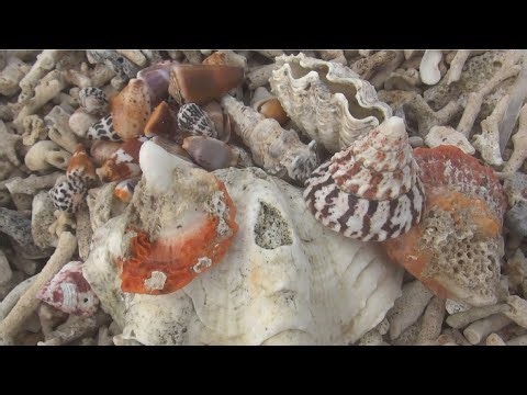 The shell finding campaign yielded many interesting discoveries