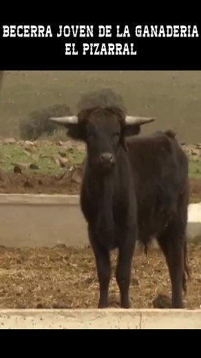 BECERRA JOVEN DE LA GANADERIA EL PIZARRAL | Nuestro Campo Bravo - Toros en Directo - Toros en Vivo Hoy - Toros Para Todos - Documentales Taurinos - Toros De Lidia en el Campo - Toros de Miura en el Campo - Toros Bravos en el Campo - Tauromaquia en España - Toros en España - Toros en Mexico - Toros en Peru - Toros en Colombia - Toros en Francia - Toros en Ecuador - Toros en Venezuela #Toros #TorosTV #Documental #TorosBravos #TorosEnElCampo #TorosDeLidia | Arte Taurino TV