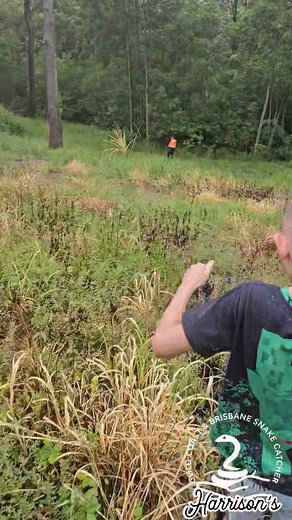 Carpet python in coomera | Harrison's Gold Coast and Brisbane Snake Catcher