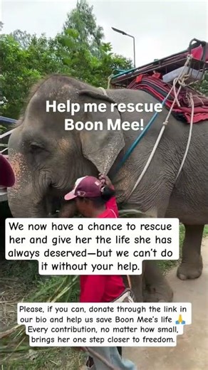 Urgent… please help us save Boon Mee 😭💔🙏