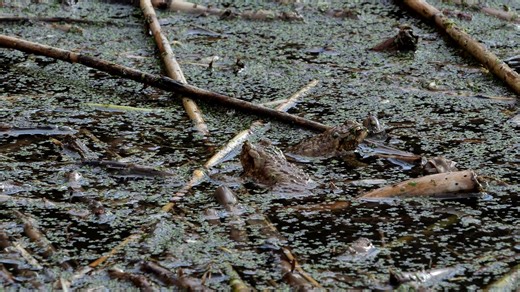 Common Toads, Toads, Nature. Free Stock Video