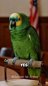 1M views · 28K reactions | 列 “Order in the Court!… or Maybe Not !”  #funnyvideos #parrot #funny | Soccer LOL Arena | Facebook