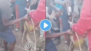 बापरे! तोंड उघडलं, बॉटल घेतली अन् सापाला ढसाढसा पाजली दारू; मद्यपी तरुणांचा VIDEO व्हायरल