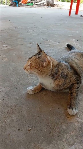 Understanding Cat Behavior (and What to Do About It)