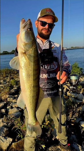 Eine kleine Vorschau...für das kommende Video..#zander #jig #fischen #rhein #sommer
