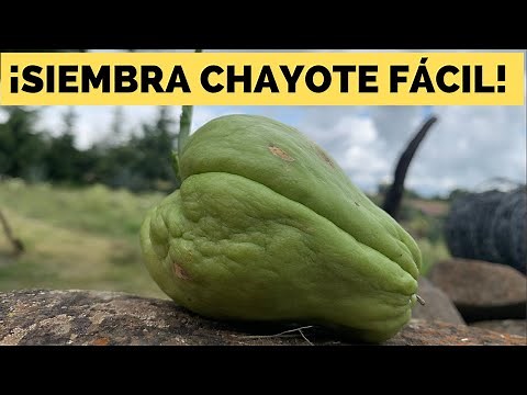 Cultiva Chayote en Casa! 🌱 Guía Completa para Sembrar con Éxito