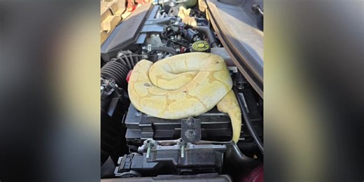 Man investigates strange smell coming from car and finds python under the hood