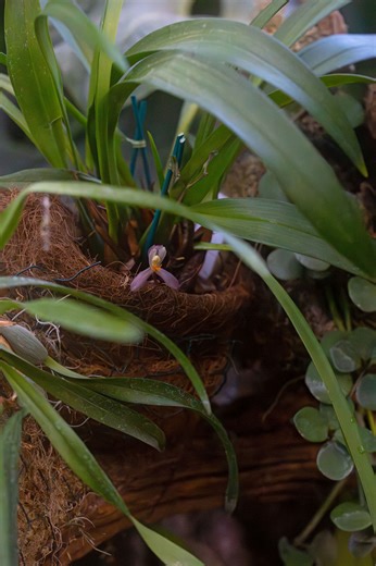 Kew Orchid Donation 🌸 We’re thrilled to welcome a new donation of orchids from Kew Gardens! With thousands of species threatened in the wild, sharing collections help protect their future. This donation boosts our diversity, supports our learning programmes, and continues our long orchid-growing legacy. Here’s to growing, learning, and conserving together! #Orchids #KewGardens #Conservation #TheLivingRainforest #OrchidCollection | The Living Rainforest