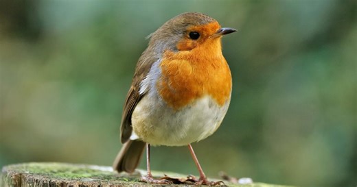 La pollution sonore affecte fortement les oiseaux et leur reproduction