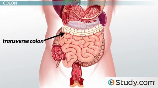 Large Intestine | Definition, Anatomy & Major Function