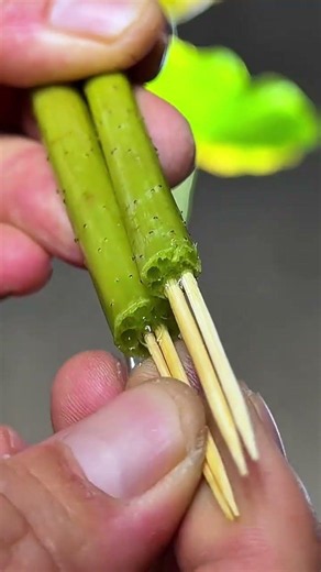 Dry Lotus Zangya Everything Heshun Chinese Flower Arrangement Tutorial Expedition Teaching Flowe