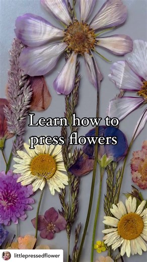 Looking to learn the wonderful art of flower pressing? 🌸 Whether you’re a beginner presser or want to level up your skills, here you can delve into the process of flower pressing and achieve beautiful results in your own work. Choose from a selection of courses now available on the website; from a complete comprehensive course, to one specifically for colour correcting. www.littlepressedflower.co.uk/courseinformation Let’s get pressing 💐 #flowerpressing #pressingflowers #flowerpressingtips #fl