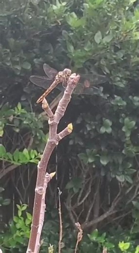 Warning: Turn Volume DOWN - Another Memory (Meant For Bean) From Our Old Garden ❤😭