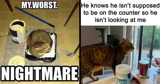 50 Times Cats Were So Ridiculous They Became Memes