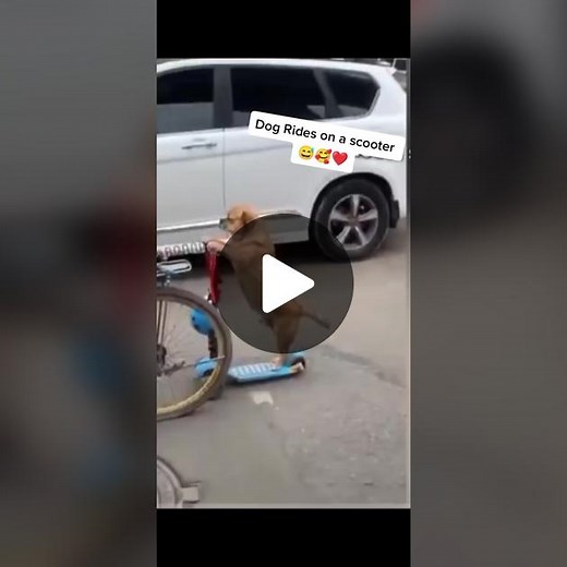 #amazingdoggy💋💋❤❤😘😘 #funnyvideos😂😂😂😂😂😂😂😂😂😂😂😂😂😂