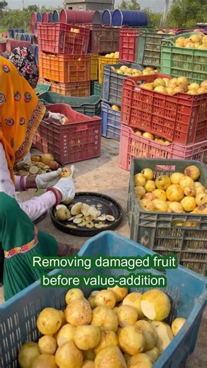 Removing damaged fruit before value addition | Aseptic Guava Processing #shorts