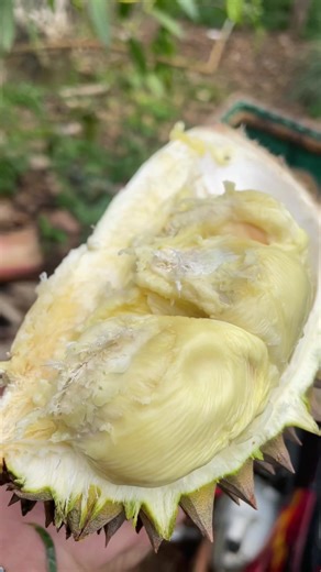 Stok Durian Lokal Menipis di Karanganyar