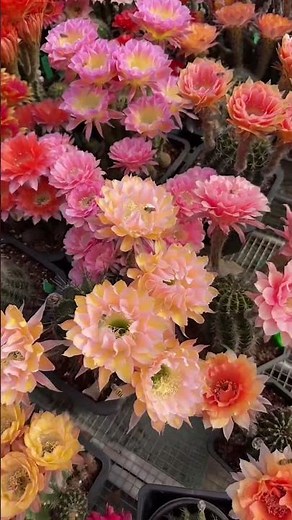 Breathtaking Cactus Flower Blooming! 🌸✨