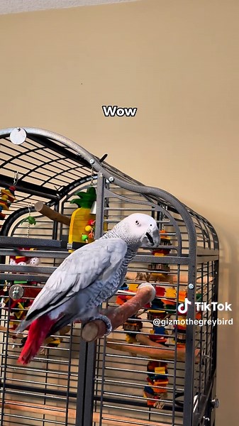 Gizmo the Parrot Celebrates World Squawk Off Wow Day