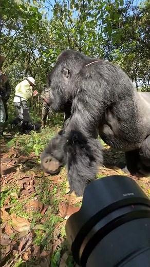 Massive silverback walks confidently past camera #wildlife #gorilla