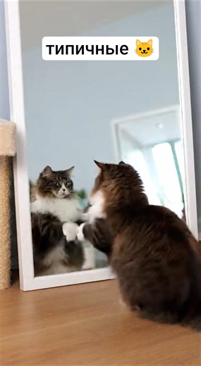 подборка котиков