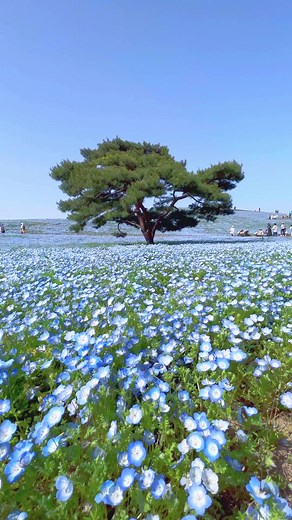 ひたち海浜公園のネモフィラ: 春の絶景スポット